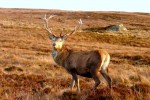 9_Red Deer