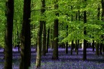 Ashridge Park, Hertfordshire, UK | National Trust Woodlands carp