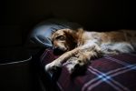 bed tester